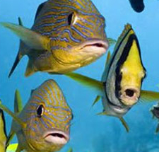 Sanctuary Friends Foundation of the Florida Keys