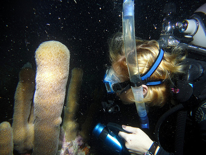 Research Scientist Kate Lund views pillar coral spawning. Photo: FWC Research Scientist Kate Lund views pillar coral spawning. Photo: FWC